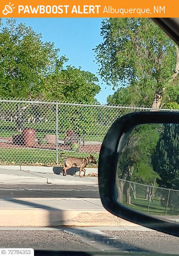 Found/Stray Unknown Dog last seen Chacoma and San Pasqual, Albuquerque, NM 87104
