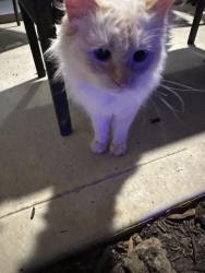 Found/Stray Female Cat last seen Highway 905, Horry County, SC 29568