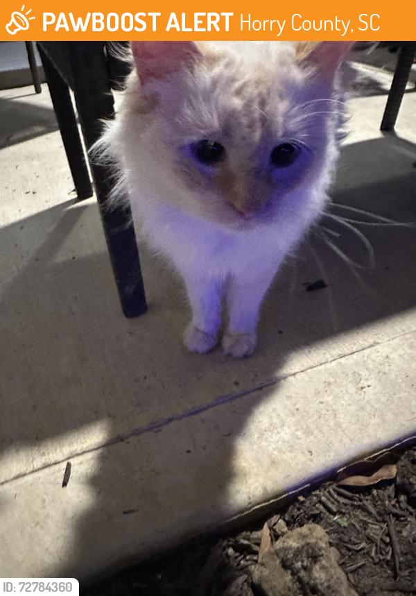 Found/Stray Female Cat last seen Highway 905, Horry County, SC 29568