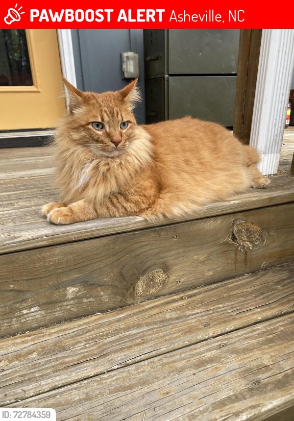Lost Male Cat last seen Haw Creek Circle, Asheville, NC 28805