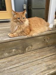 Lost Male Cat last seen Haw Creek Circle, Asheville, NC 28805