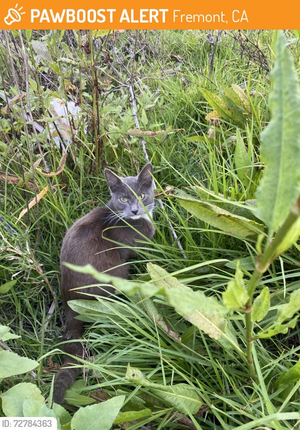 Found/Stray Unknown Cat last seen Ranger station/ boatyard, Fremont, CA 94538
