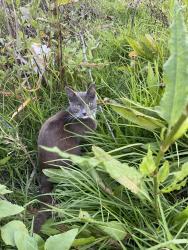 Found/Stray Unknown Cat last seen Ranger station/ boatyard, Fremont, CA 94538