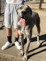 Lost Male Dog last seen Hillburn, Dallas, TX 75217