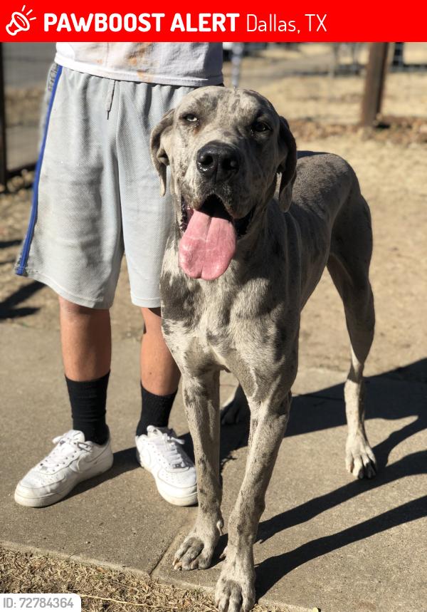 Lost Male Dog last seen Hillburn, Dallas, TX 75217