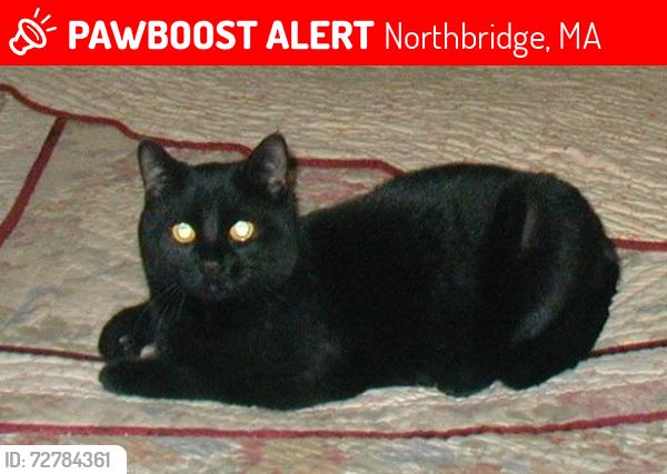 Lost Male Cat last seen Benson Rd., Northbridge, MA 01534