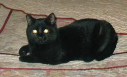 Lost Male Cat last seen Benson Rd., Northbridge, MA 01534