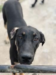 Lost Female Dog last seen Hillburn , Dallas, TX 75217