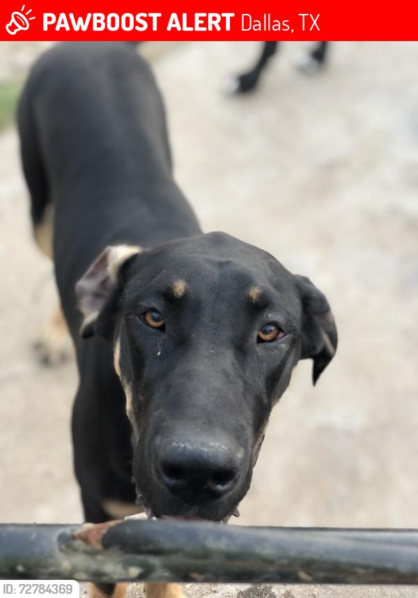 Lost Female Dog last seen Hillburn , Dallas, TX 75217