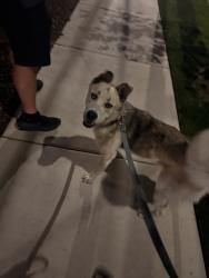 Found/Stray Male Dog last seen Cedar spring street and reagan street, Dallas, TX 75219