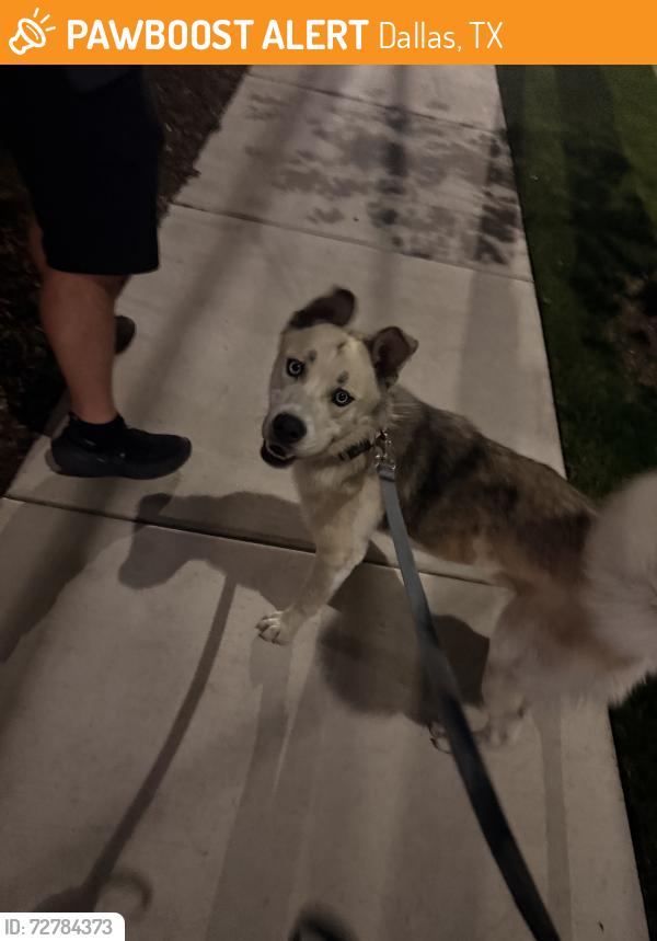 Found/Stray Male Dog last seen Cedar spring street and reagan street, Dallas, TX 75219