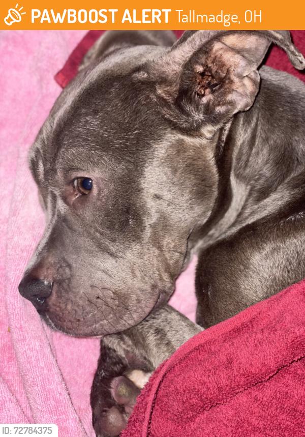 Found/Stray Female Dog last seen North Thomas and west Avenue, Tallmadge, OH 44278