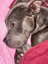 Found/Stray Female Dog last seen North Thomas and west Avenue, Tallmadge, OH 44278