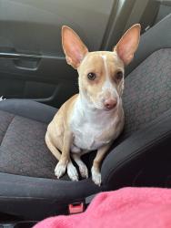 Lost Male Dog last seen Edelweiss area, College Station, TX 77845