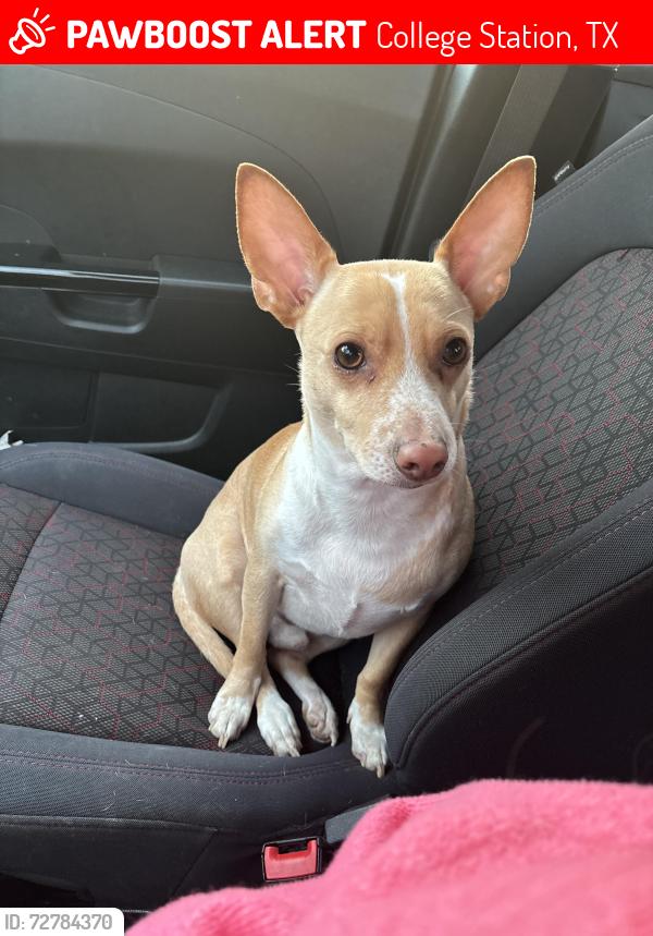 Lost Male Dog last seen Edelweiss area, College Station, TX 77845