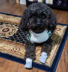 Lost Male Dog last seen At my hse , Tuscaloosa, AL 35406