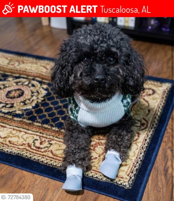 Lost Male Dog last seen At my hse , Tuscaloosa, AL 35406
