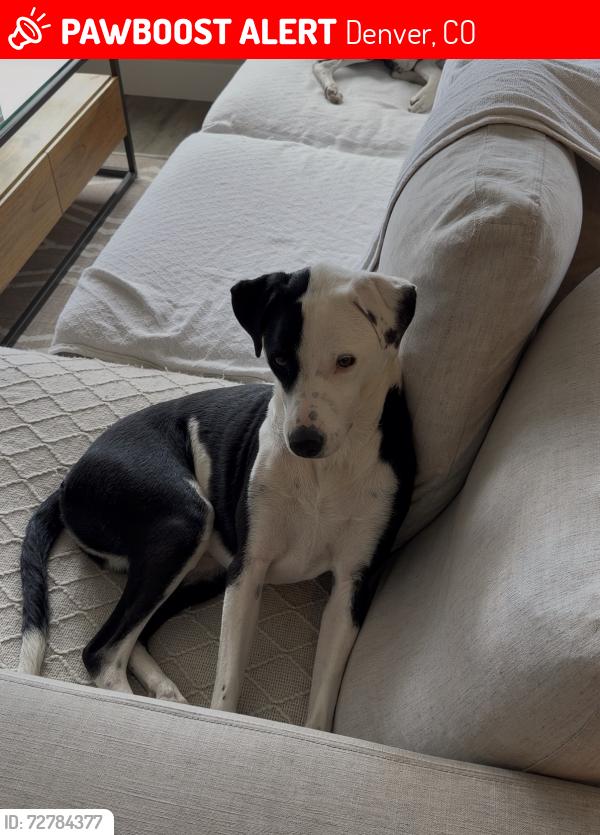 Lost Female Dog last seen Clear creek trails, Berkley, CO 80212