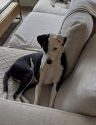 Lost Female Dog last seen Clear creek trails, Berkley, CO 80212