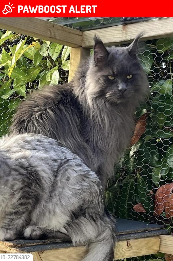 Lost Male Cat last seen BH22 9tu, Dorset, England BH22 9TU