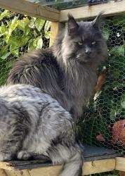 Lost Male Cat last seen BH22 9tu, Dorset, England BH22 9TU