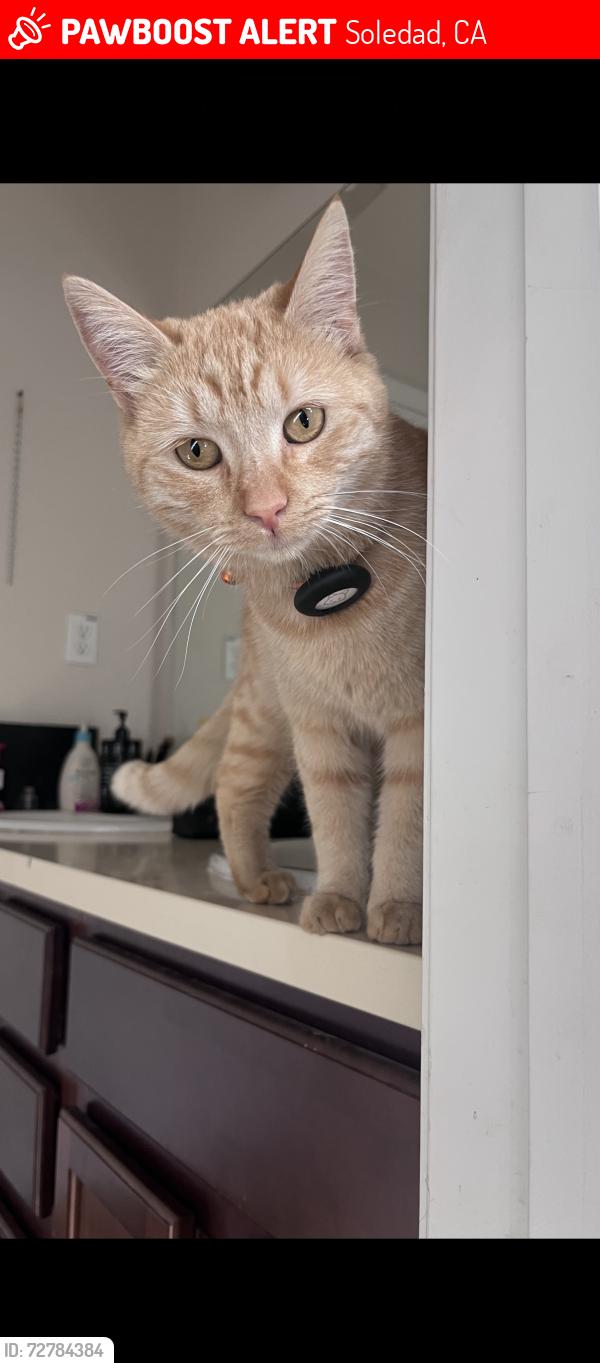 Lost Female Cat last seen Summerfield, Soledad, CA 93960