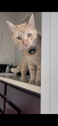 Lost Female Cat last seen Summerfield, Soledad, CA 93960