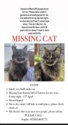 Lost Female Cat last seen intern ave, Southend-on-Sea, England 