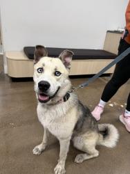 Found/Stray Male Dog last seen Oak lawn neighborhood near Reagan St and Cedar Springs, Dallas, TX 75219