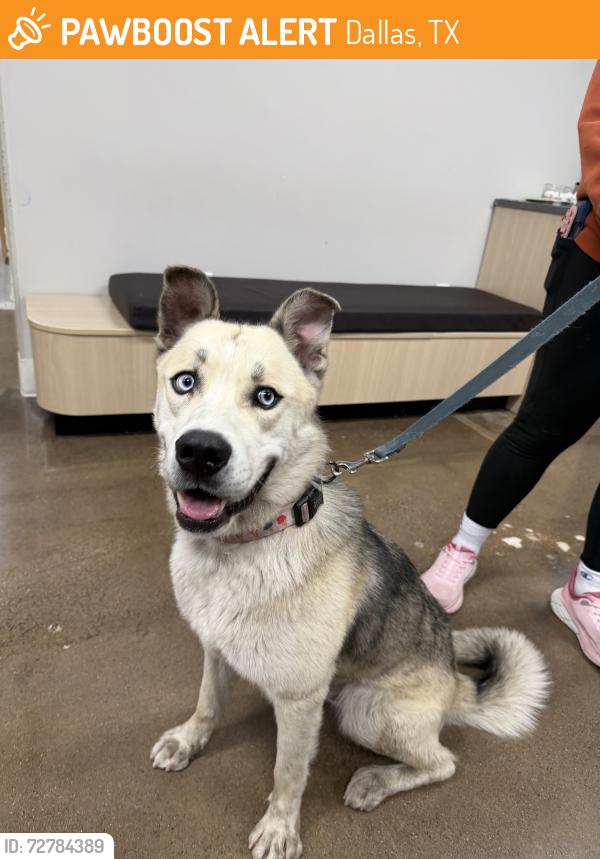 Found/Stray Male Dog last seen Oak lawn neighborhood near Reagan St and Cedar Springs, Dallas, TX 75219