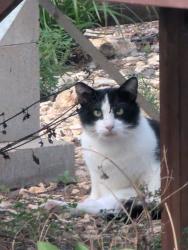 Found/Stray Male Cat last seen San Marcos BBQ, San Marcos, TX 78666