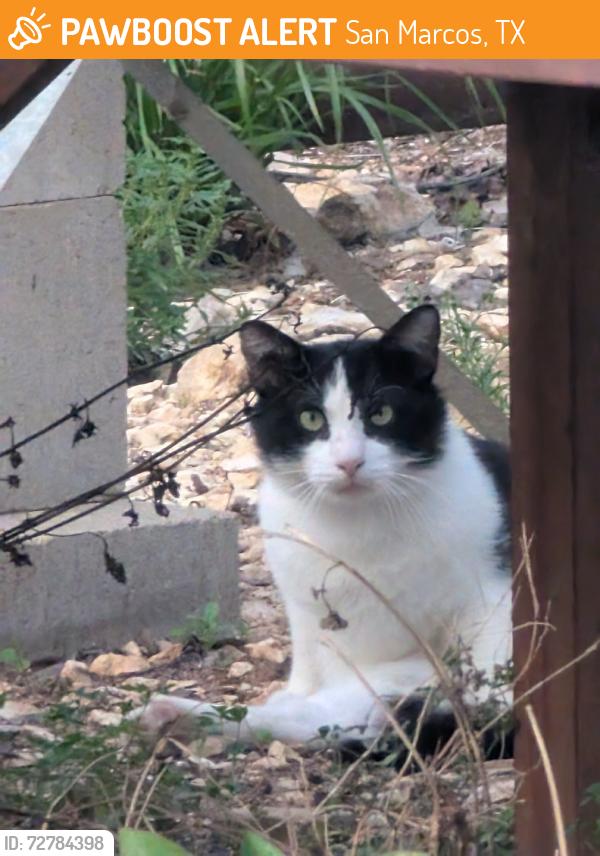 Found/Stray Male Cat last seen San Marcos BBQ, San Marcos, TX 78666