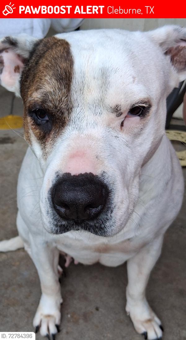 Lost Female Dog last seen Yellow jacket and N. Nolan River , Cleburne, TX 76033