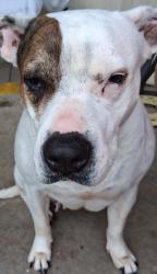 Lost Female Dog last seen Yellow jacket and N. Nolan River , Cleburne, TX 76033