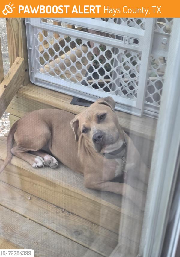 Found/Stray Female Dog last seen Railroad. , Hays County, TX 78640