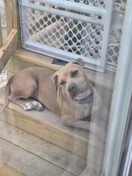 Found/Stray Female Dog last seen Railroad. , Hays County, TX 78640