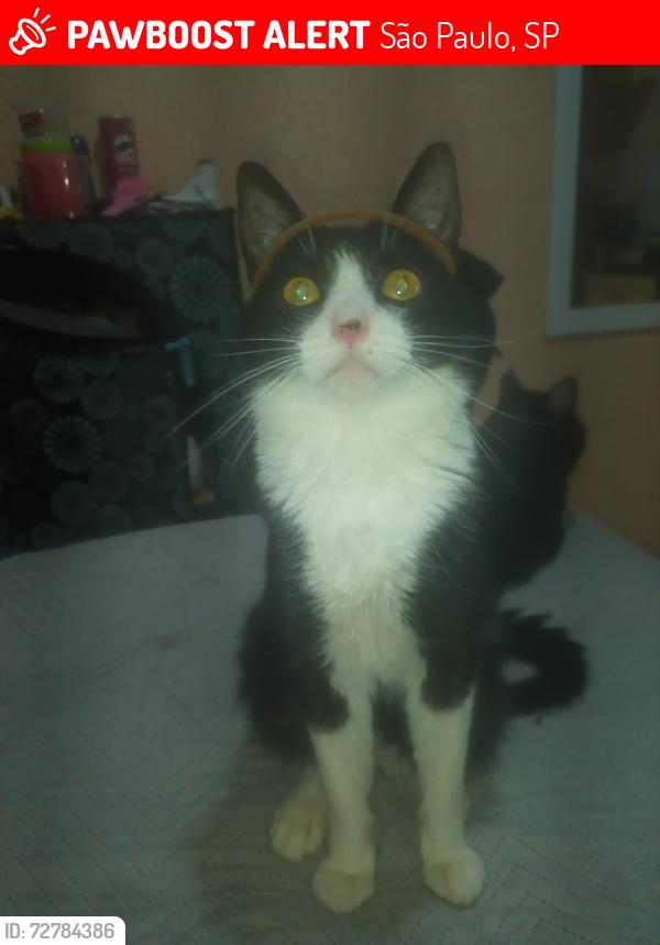 Lost Male Cat last seen Na comunidade do savoy , São Paulo, SP 