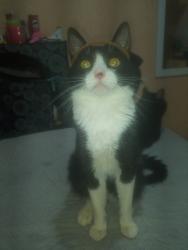 Lost Male Cat last seen Na comunidade do savoy , São Paulo, SP 