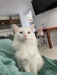 Lost Male Cat last seen Rua Fernão de Magalhães bom sucesso , Bom Sucesso, RS 94130-200