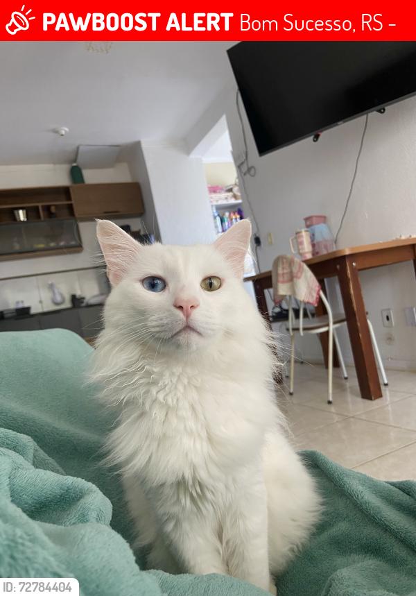 Lost Male Cat last seen Rua Fernão de Magalhães bom sucesso , Bom Sucesso, RS 94130-200