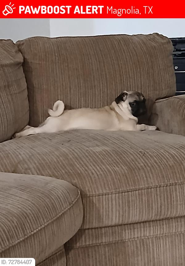 Lost Male Dog last seen Doerner ln, Magnolia, TX 77354