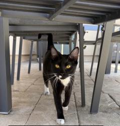 Found/Stray Unknown Cat last seen Hazeltine and Vanoween, Los Angeles, CA 91405
