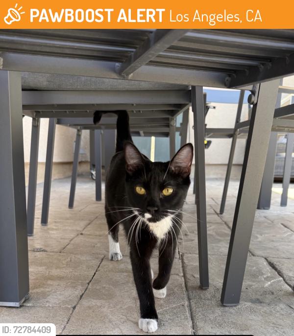 Found/Stray Unknown Cat last seen Hazeltine and Vanoween, Los Angeles, CA 91405