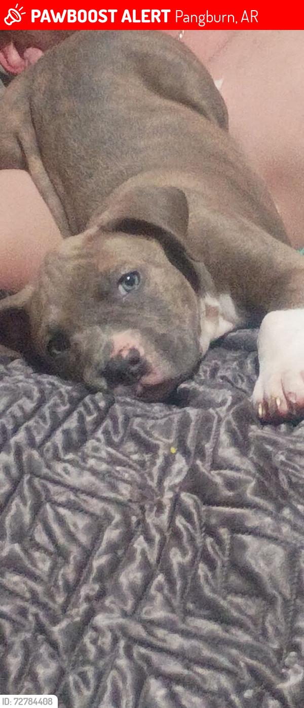 Lost Male Dog last seen Corner of oak and Church Street by the baseball field, Pangburn, AR 72121