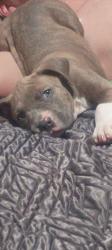 Lost Male Dog last seen Corner of oak and Church Street by the baseball field, Pangburn, AR 72121