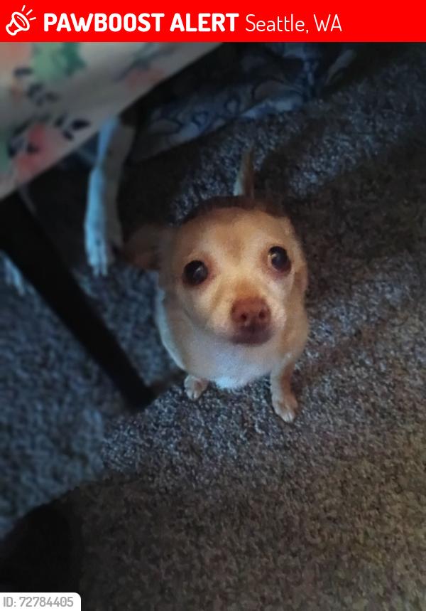 Lost Female Dog last seen Taco Bell , Seattle, WA 98113