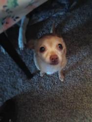 Lost Female Dog last seen Taco Bell , Seattle, WA 98113