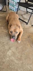Found/Stray Male Dog last seen Georgia Avenue and Rosa L Jones, Rockledge, FL 32955