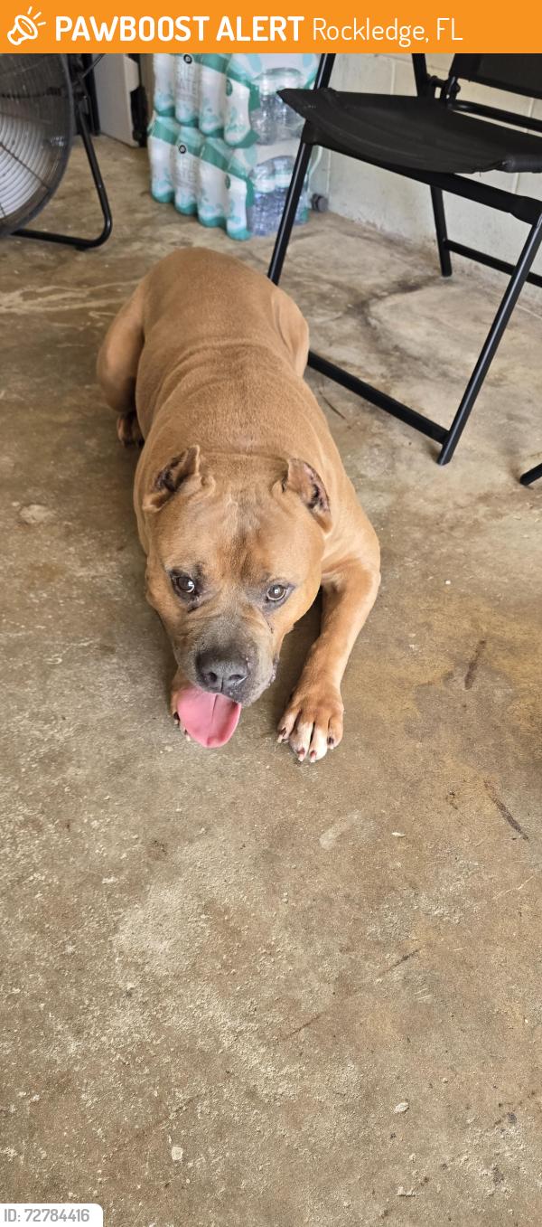 Found/Stray Male Dog last seen Georgia Avenue and Rosa L Jones, Rockledge, FL 32955
