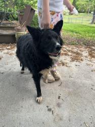 Found/Stray Male Dog last seen Maynardville Pike, Knoxville, TN 37918